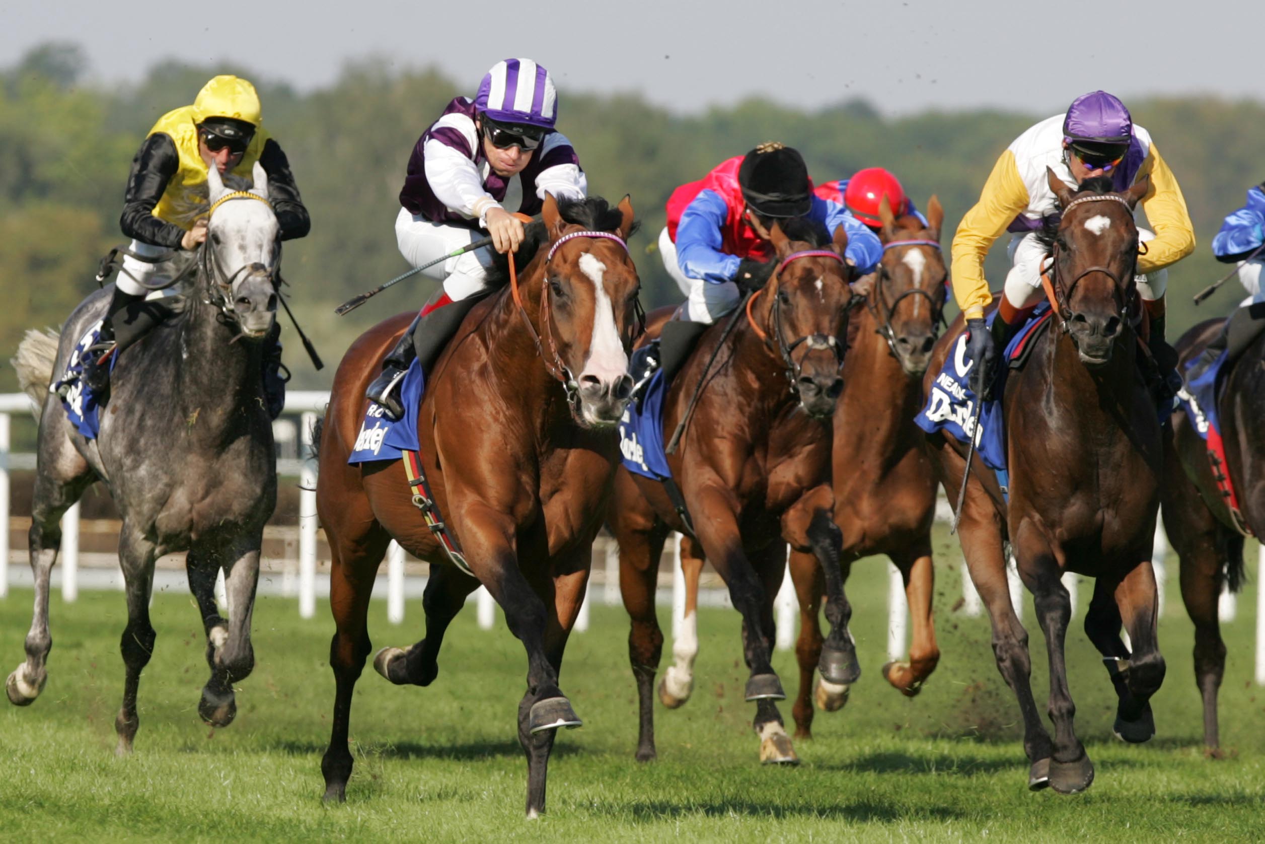 Martillo siegt unter Terence Hellier im 72 Darley Oettingen-Rennen Martillo siegt unter Terence Hellier im 72 Darley Oettingen-Rennen
